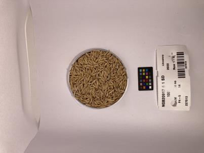 Click for 1 image(s) for this accession. SEED